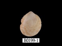 藏品(鳥尾蛤)的圖片